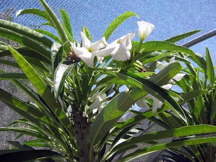 Pachypodium lameri - Madgascar palm